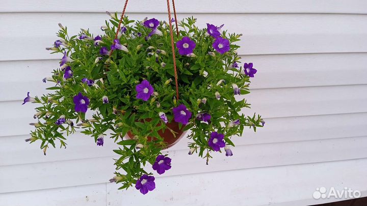 Цветущее кашпо