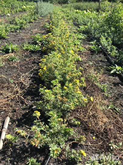 Саженцы лапчатка