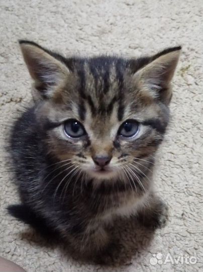 Котята в добрые руки приучены к лотку