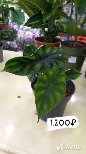 Комнатные растения