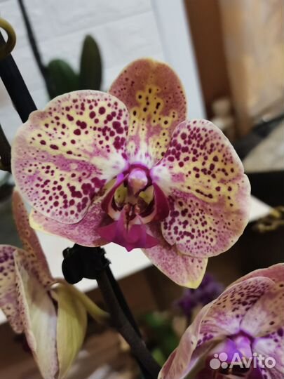 Орхидея фаленопсис сорт Дикий персик и другие