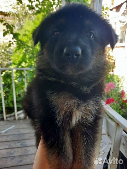 Щенки немецкой овчарки