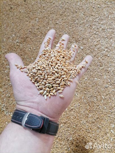 Овес, пшеница,зерносмесь