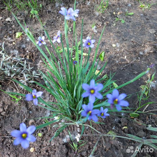 Сисюринхий