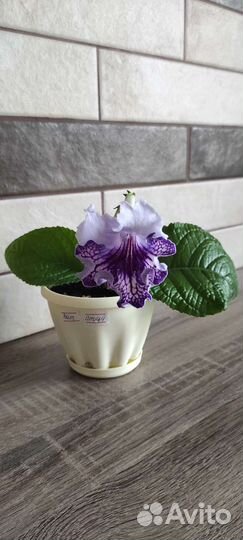 Стрептокарпус