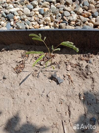 Альбиция ленкоранская