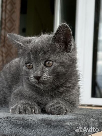 Отдадим кошечку