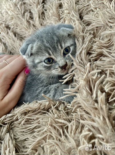 Британские котята