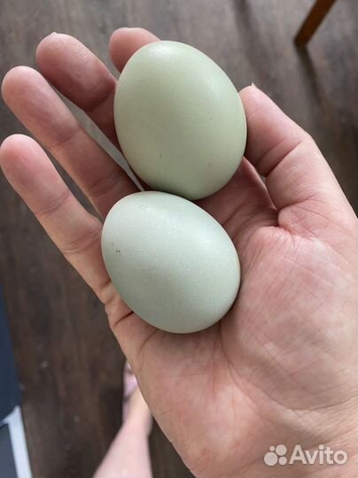 Яйца на инкубацию черных кур Ухейилюй