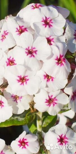 Флоксы саженцы