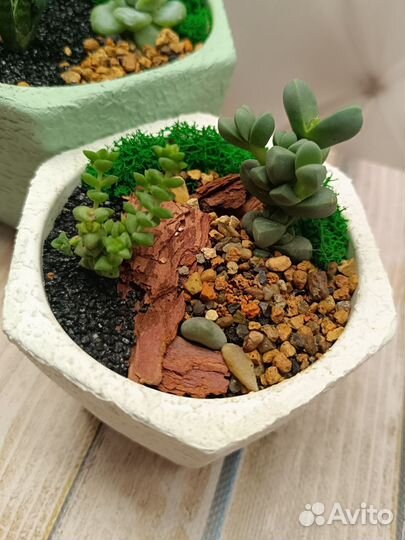 Флорариум, кактусарий на подарок