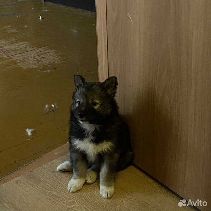 Щенок западно-сибирской лайки в добрые руки