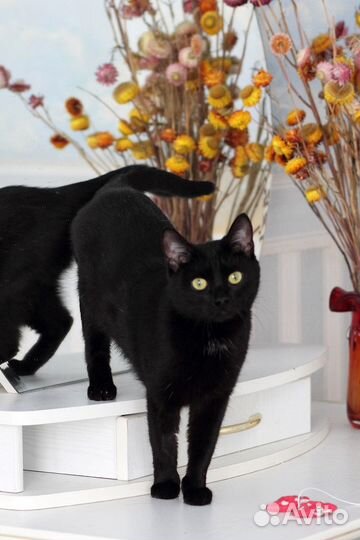 Кошка Клеопатра, 1г. Царица египетская