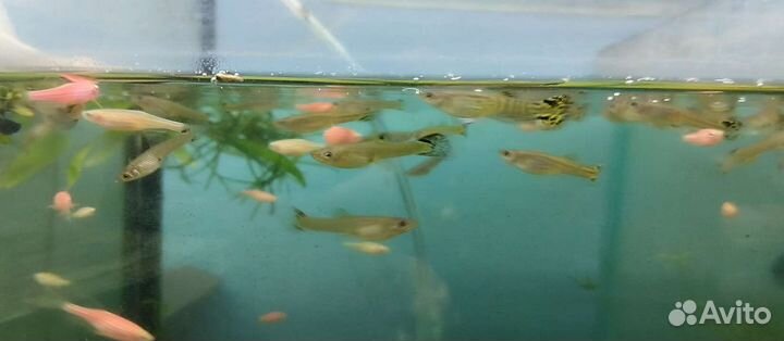 Аквариумные рыбки домашнего разведения