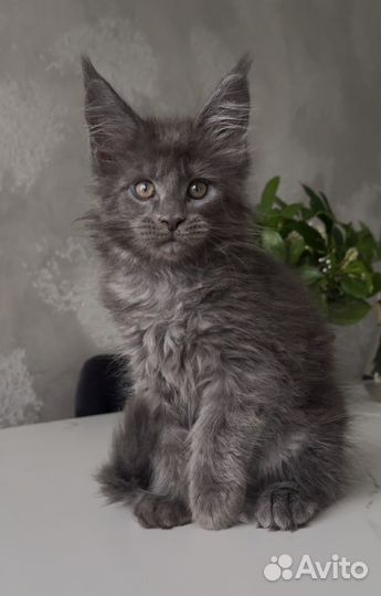 Мейн-кун голубой дым котик