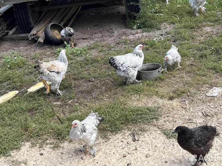 Куры и петухи