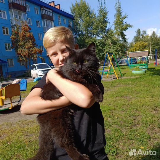 Кот молодой