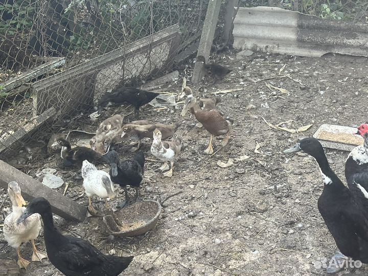 Индийский бегунок