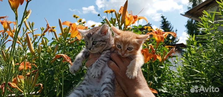 Отдам бесплатно котят