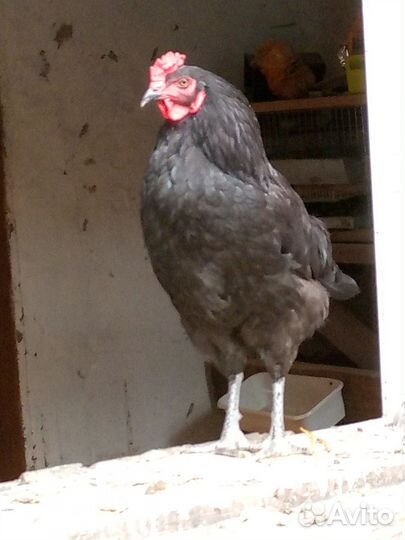 Петухи, несушки мясояичные. Черный петух