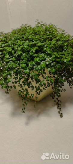 Солейролия