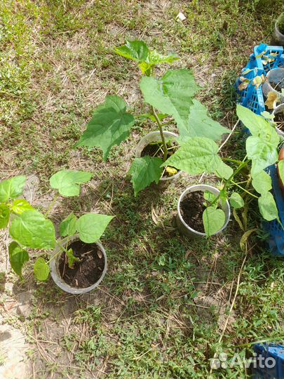 Гибискус, травянистый красный