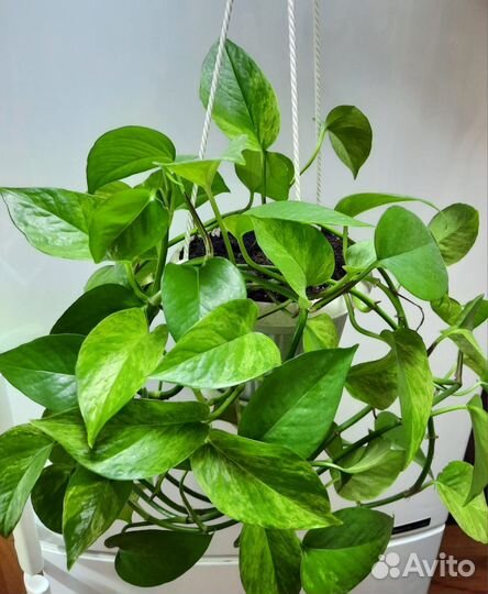 Сциндапсус