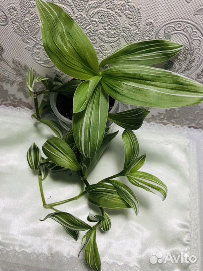 Традесканции: Дисколор, Желтая гора и др