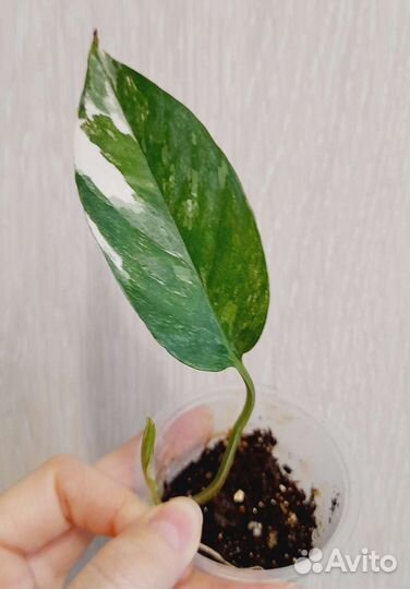 Набор ароидных