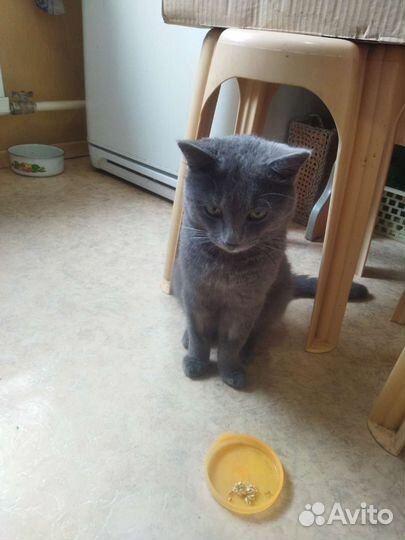 Кот
