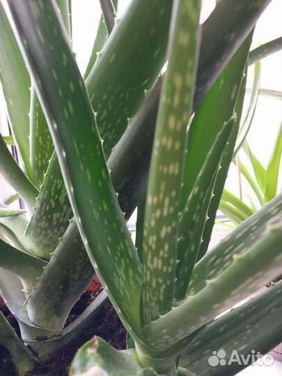 Алоэ, отростки