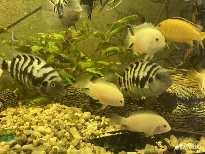 Продам Цихлид