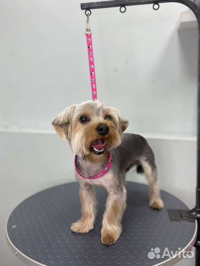 Грумер стрижка собак с выездом на дом