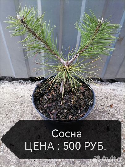 Можжевельник, туя и не только