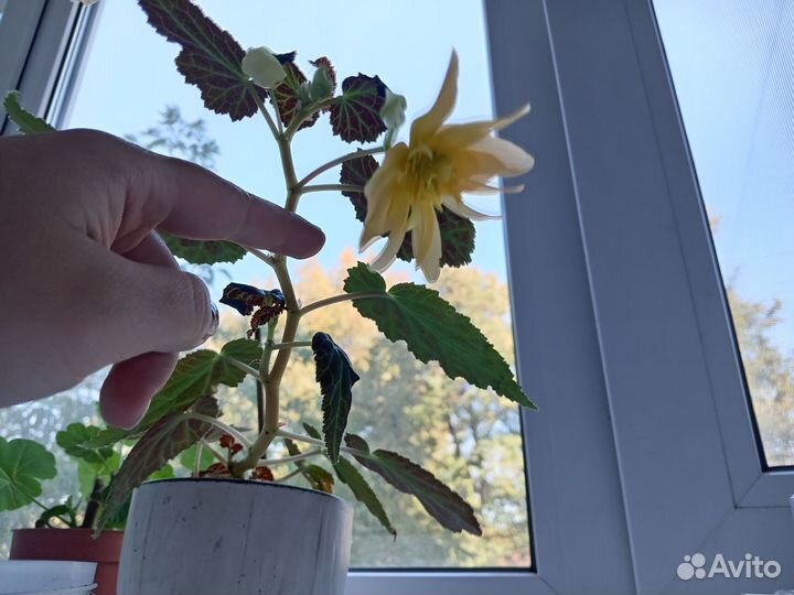 Бегония беллекония mango