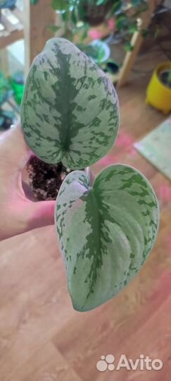 Сциндапсус