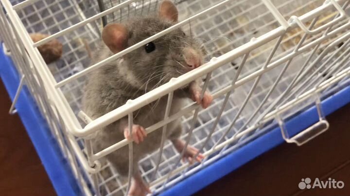 Крыса с клеткой