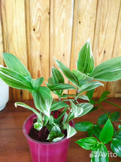 Традесканции разных сортов