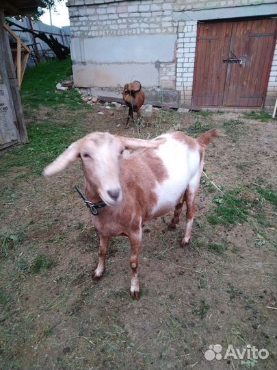Коза нубийская