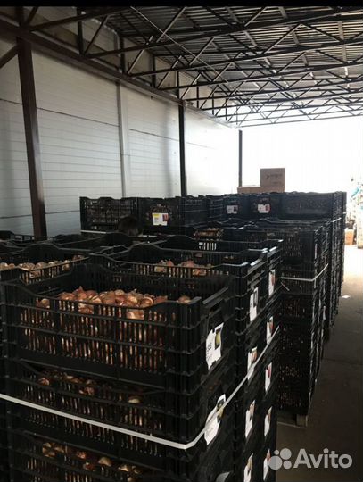 Тюльпаны оптом