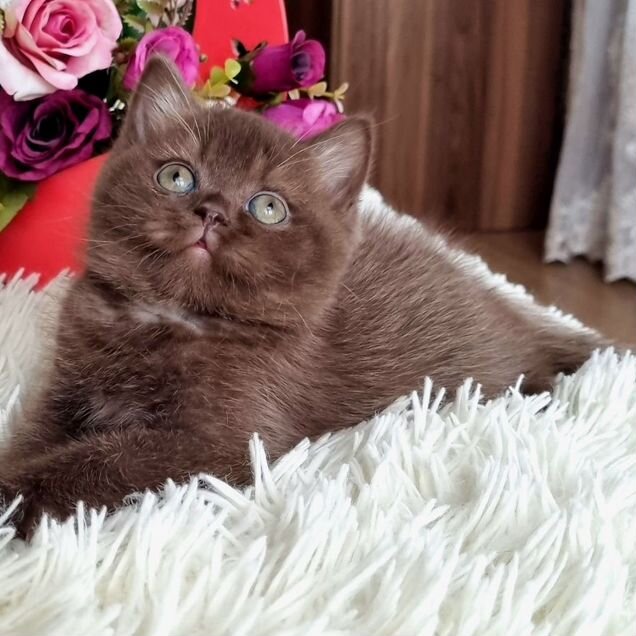 Британский короткошёрстный котёнок