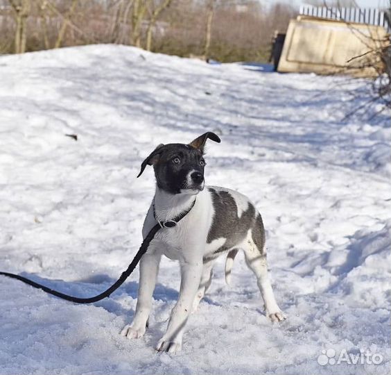 Софи хочет домой