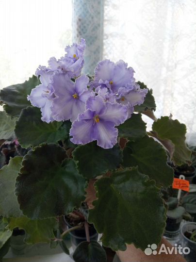 Фиалка стартер