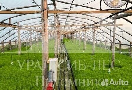 Лиственница Сибирская с зкс сеянцы