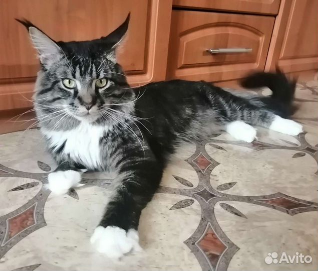 Вязка Мейн-кун
