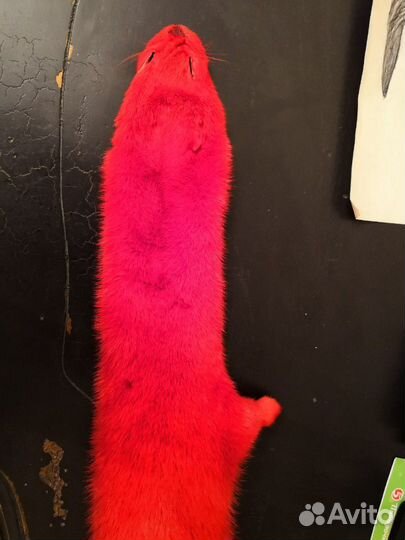 Норка красная чулок