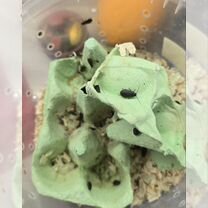 Мадагаскарские тараканы