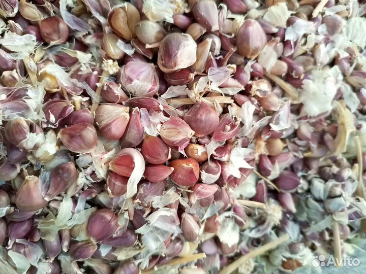 Семена чеснока бульбочки