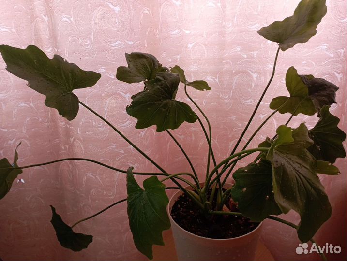 Комнатные растения