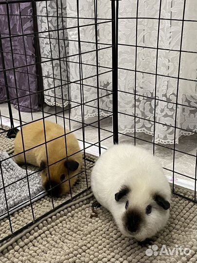 Морские свинки тедди